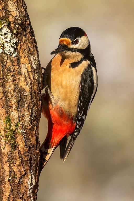 Pico picapinos macho