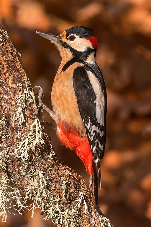 Pico picapinos macho