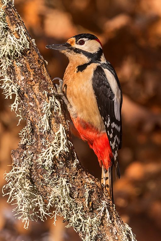 Pico picapinos macho