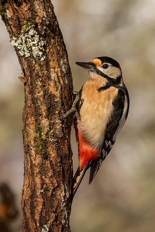 Pico picapinos macho