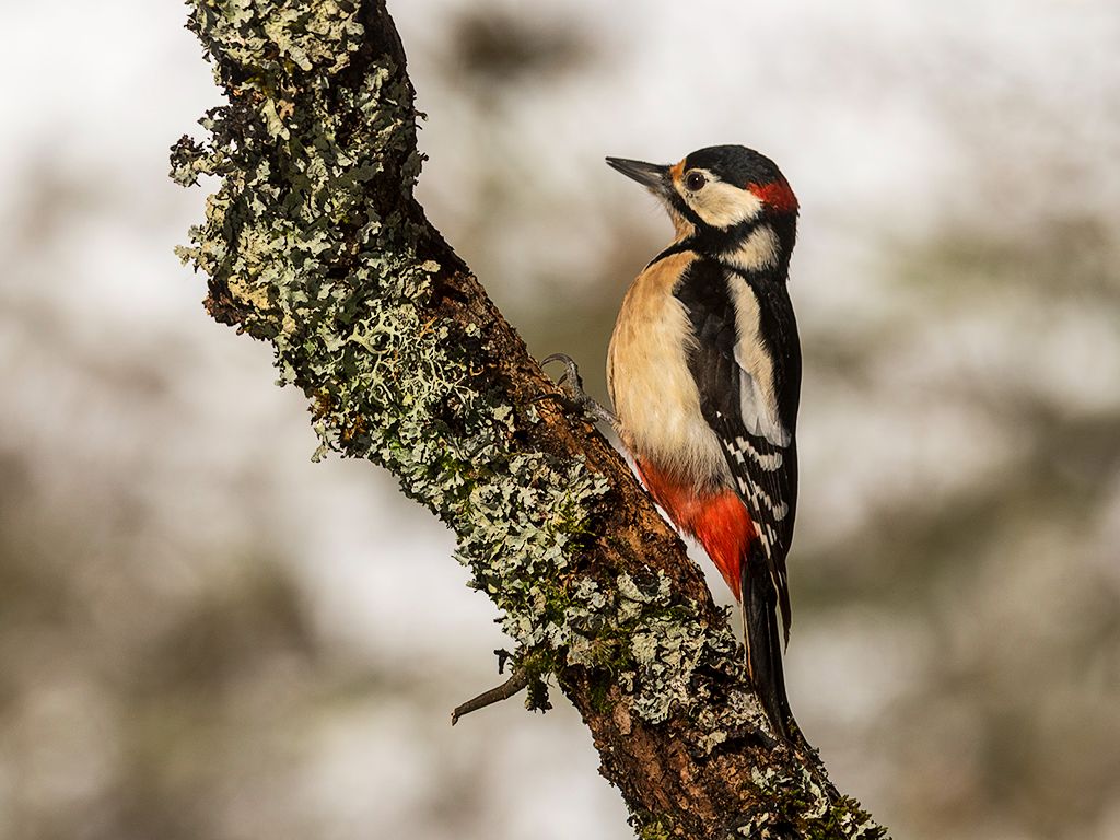 Pico picapinos macho