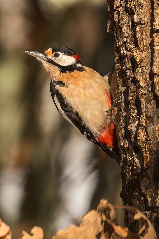 Pico picapinos macho