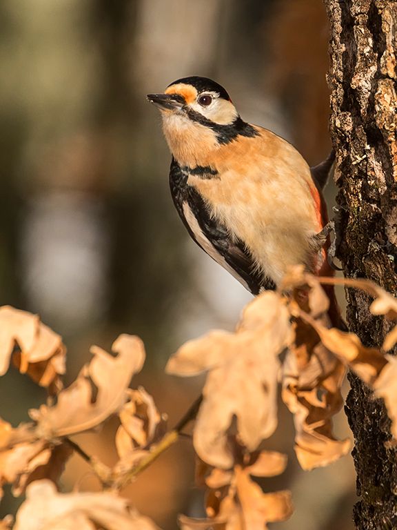 Pico picapinos macho