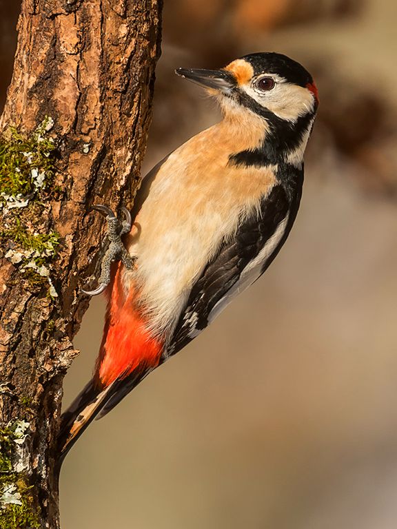 Pico picapinos macho