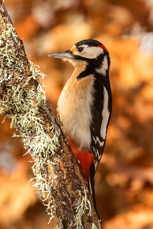 Pico picapinos macho