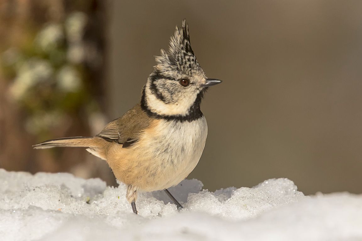 Herrerillo capuchino