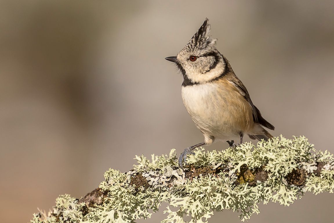 Herrerillo capuchino