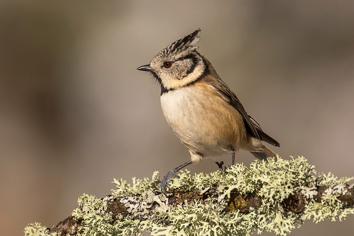 Herrerillo capuchino