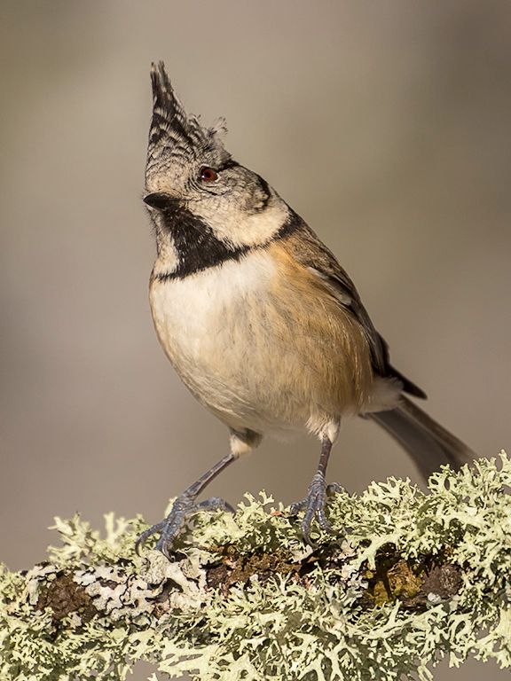Herrerillo capuchino