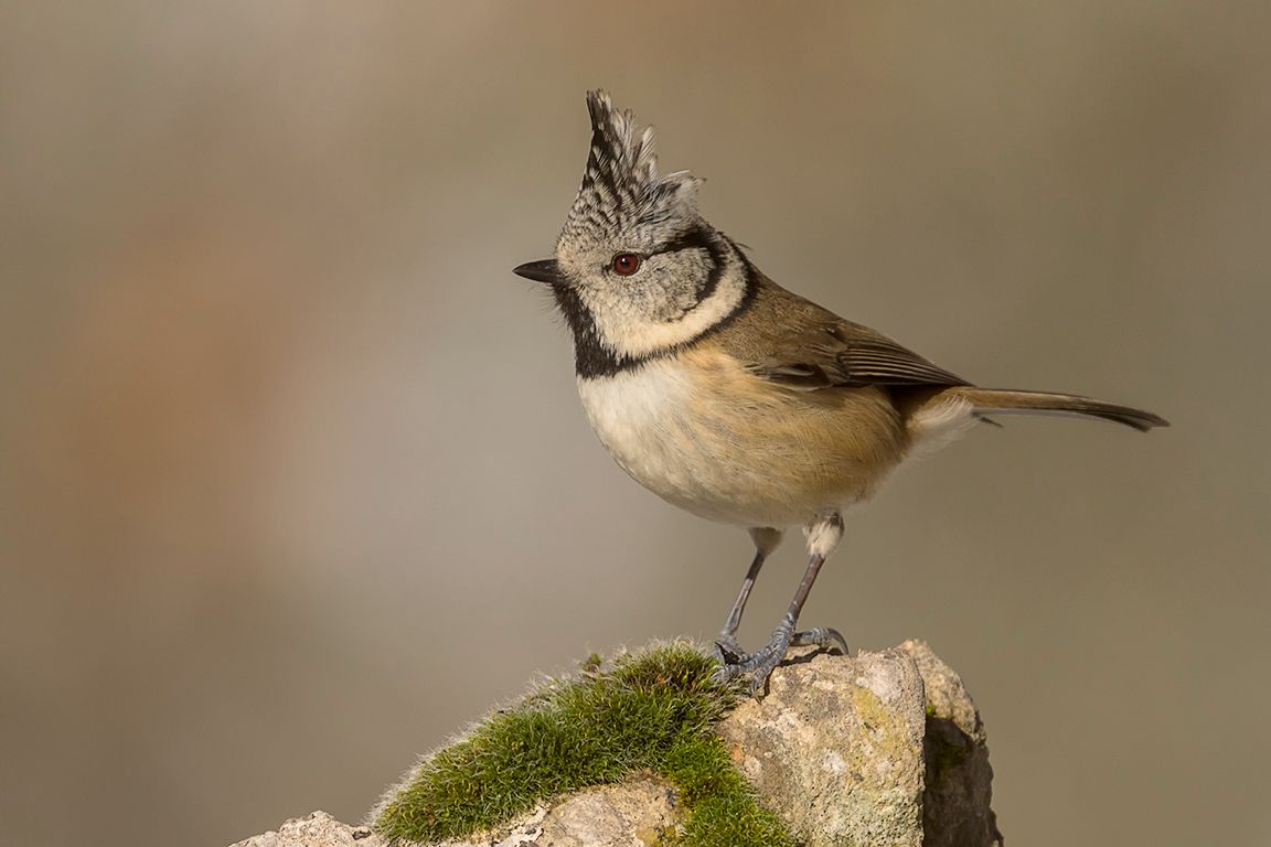 Herrerillo capuchino