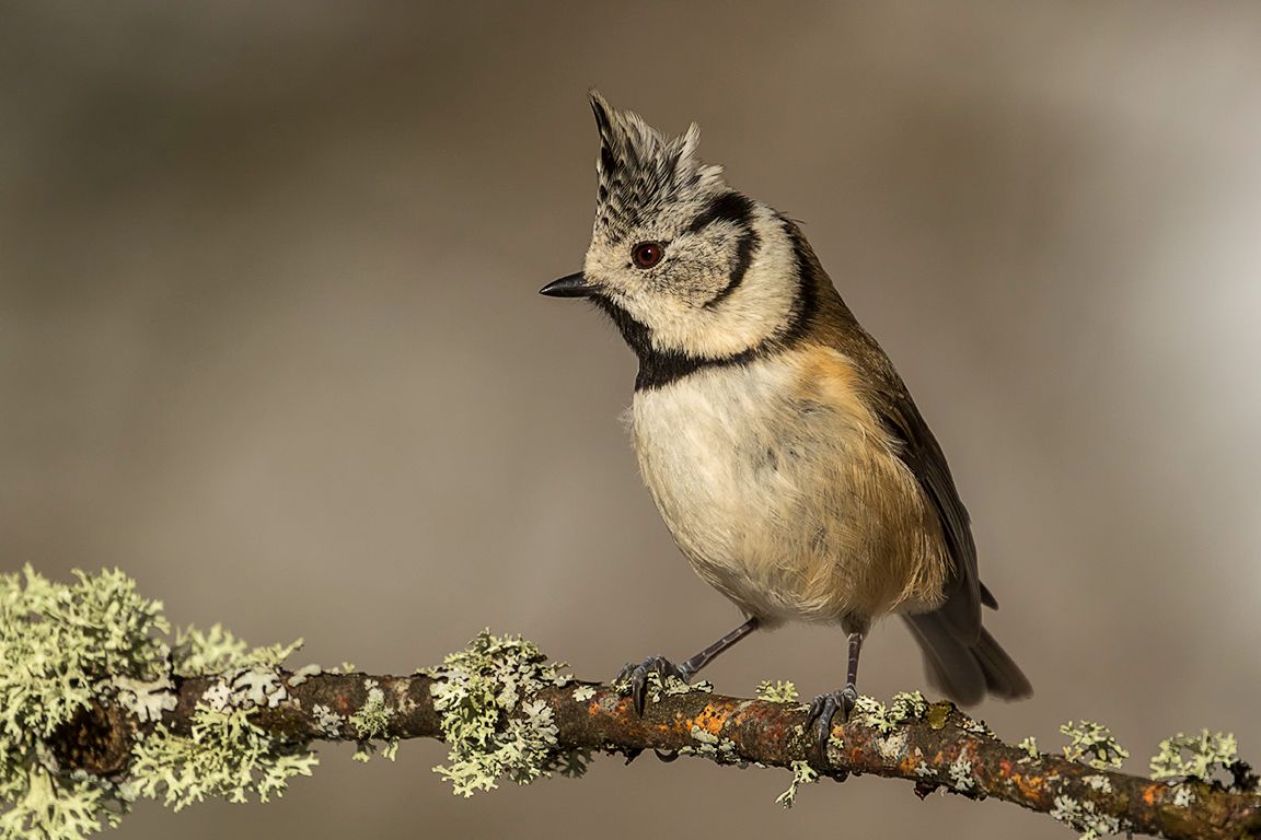 Herrerillo capuchino
