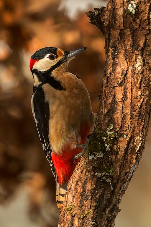 Pico picapinos macho