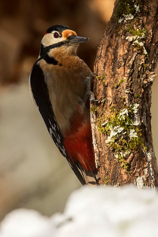Pico picapinos macho