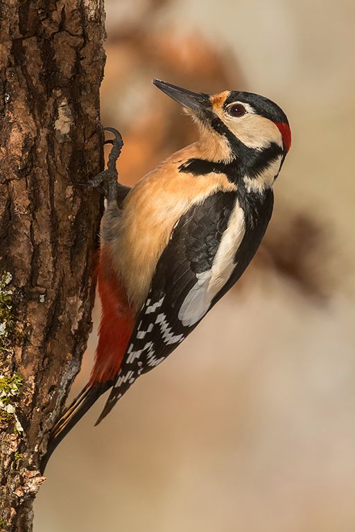 Pico picapinos macho