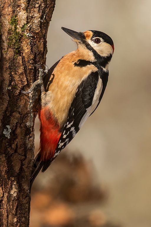Pico picapinos macho