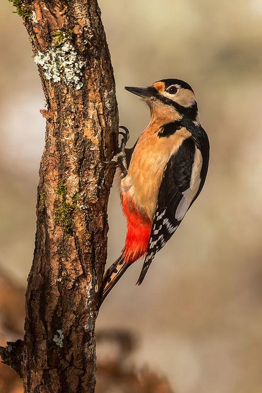 Pico picapinos macho