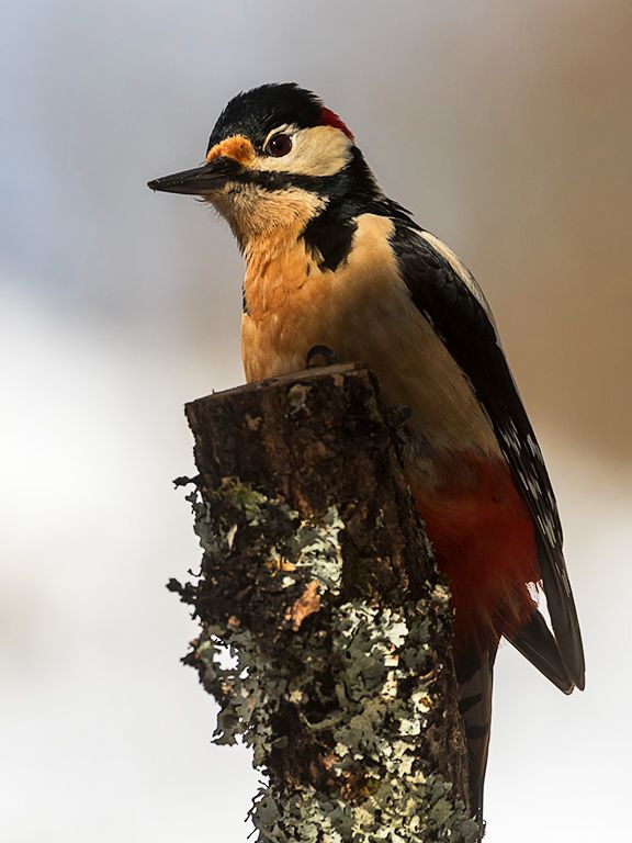 Pico picapinos macho