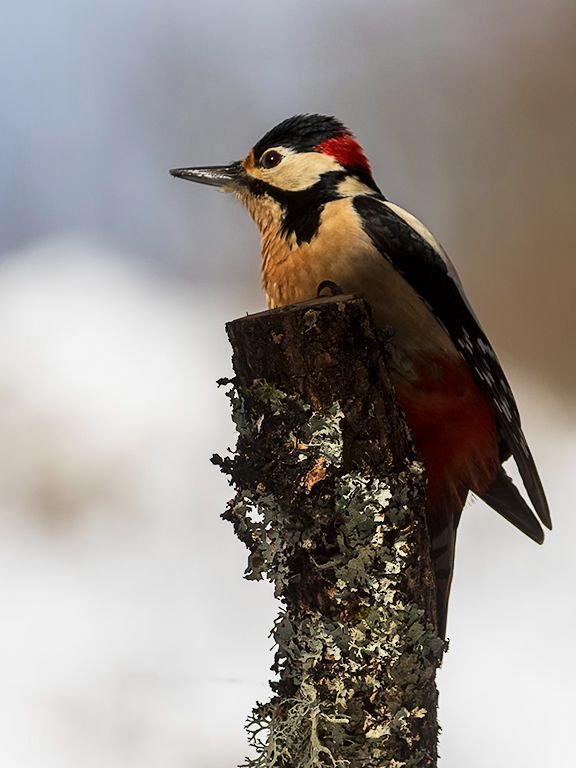 Pico picapinos macho