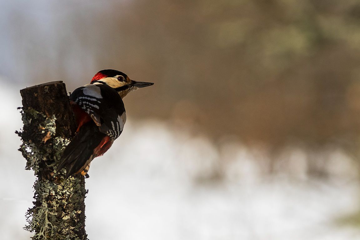 Pico picapinos macho