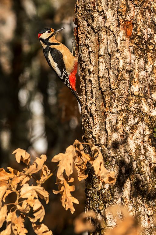 Pico picapinos macho
