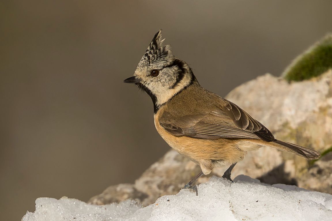 Herrerillo capuchino