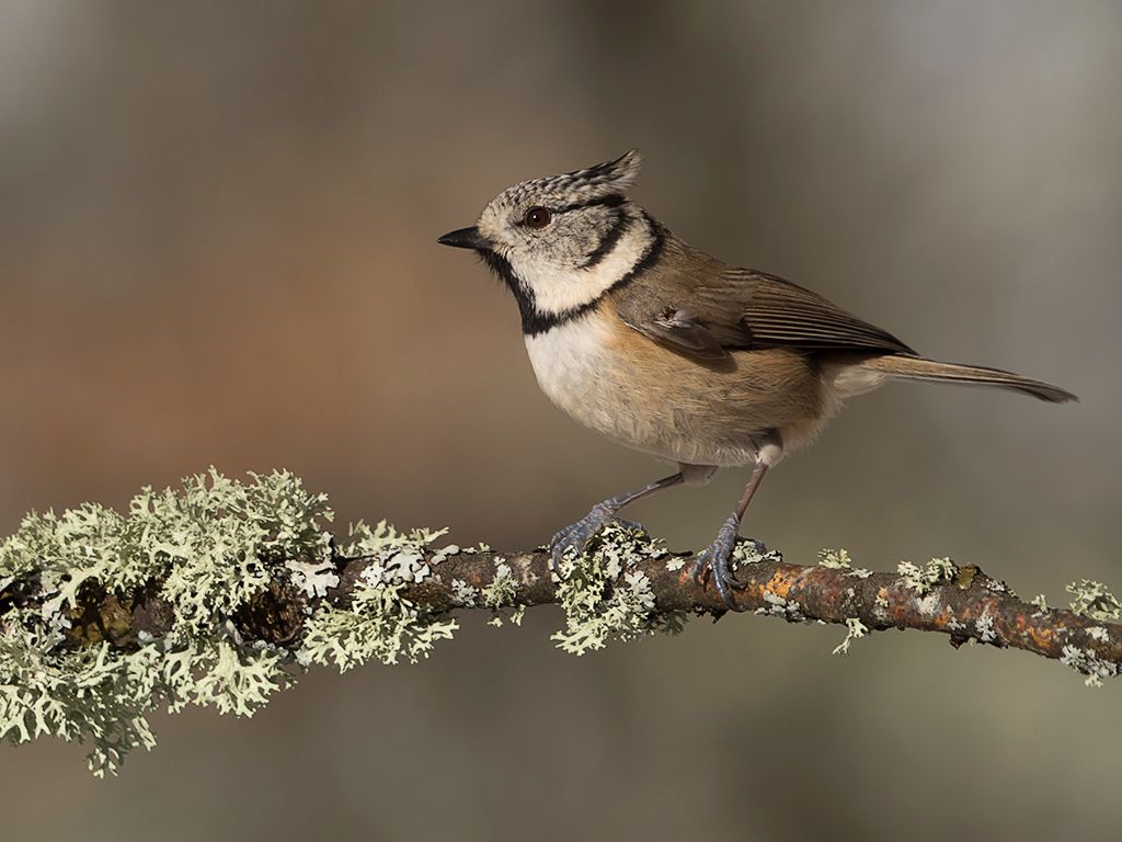 Herrerillo capuchino