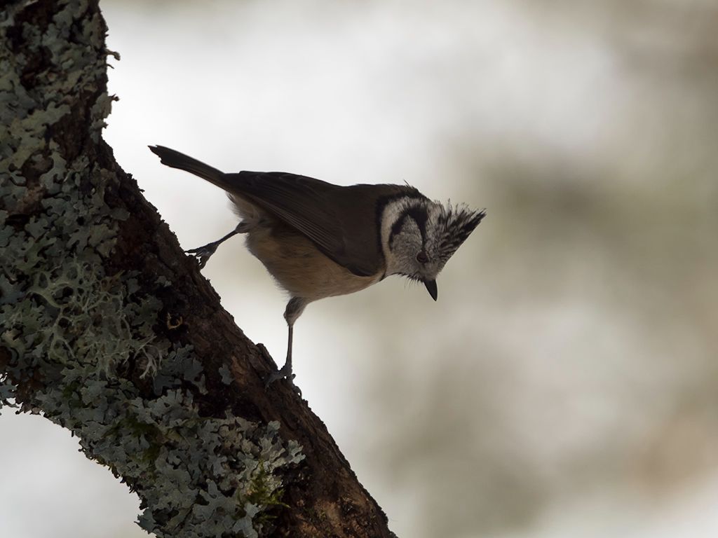 Herrerillo capuchino