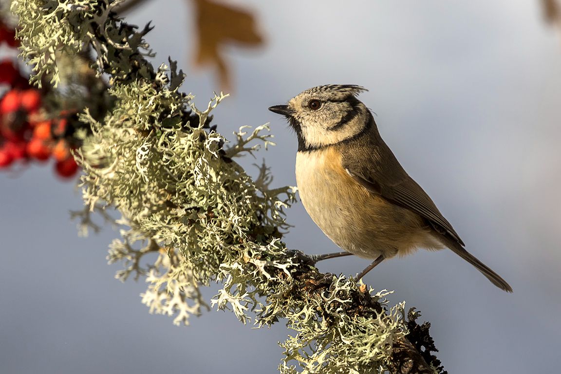 Herrerillo capuchino