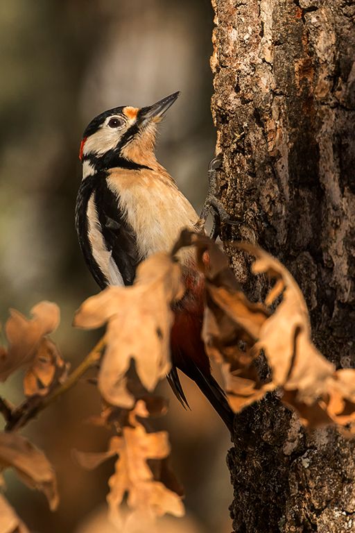 Pico picapinos macho