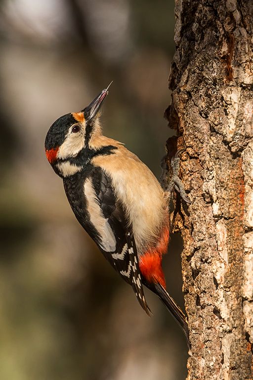 Pico picapinos macho