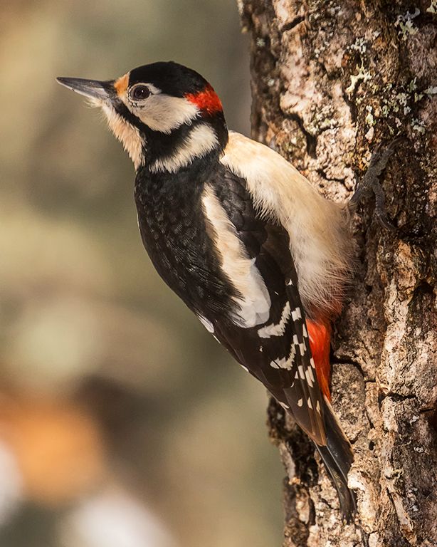Pico picapinos macho