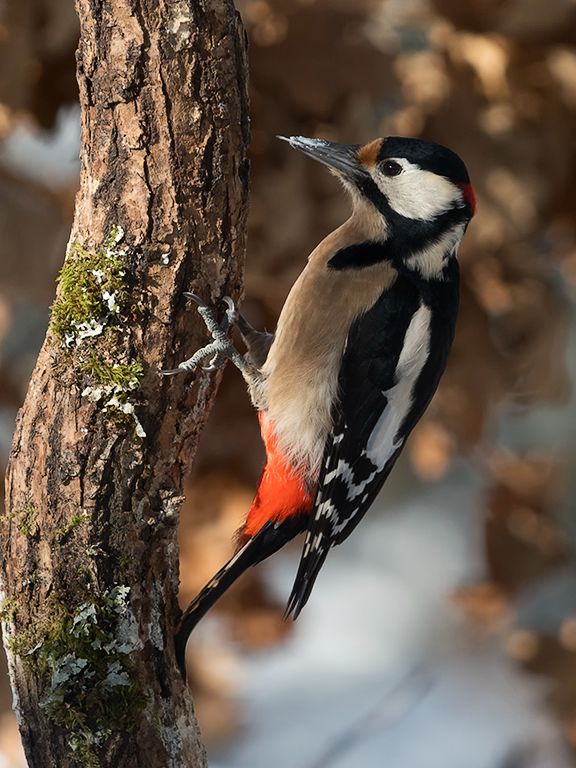 Pico picapinos macho