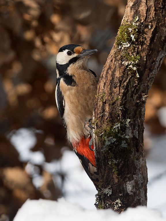 Pico picapinos macho