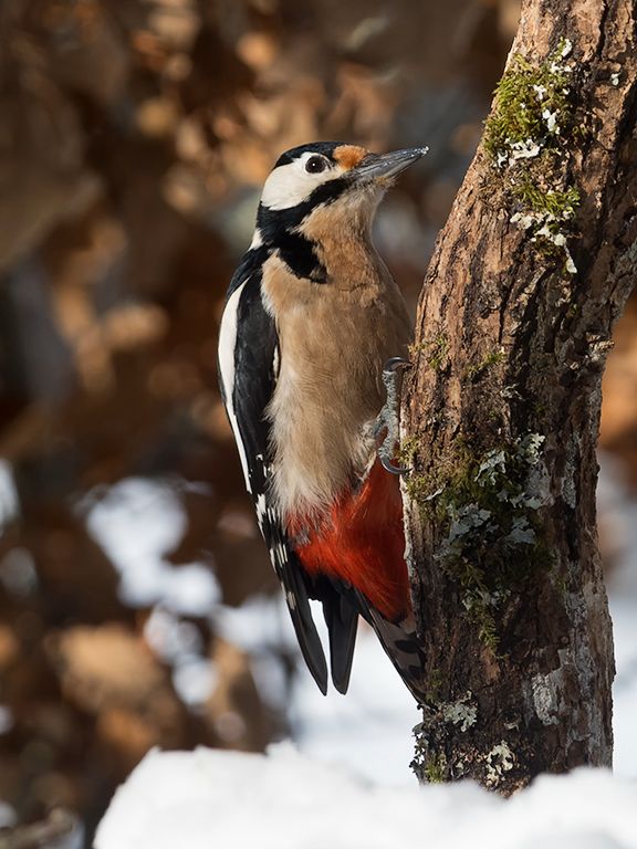 Pico picapinos macho