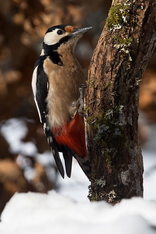 Pico picapinos macho