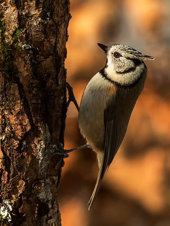 Herrerillo capuchino
