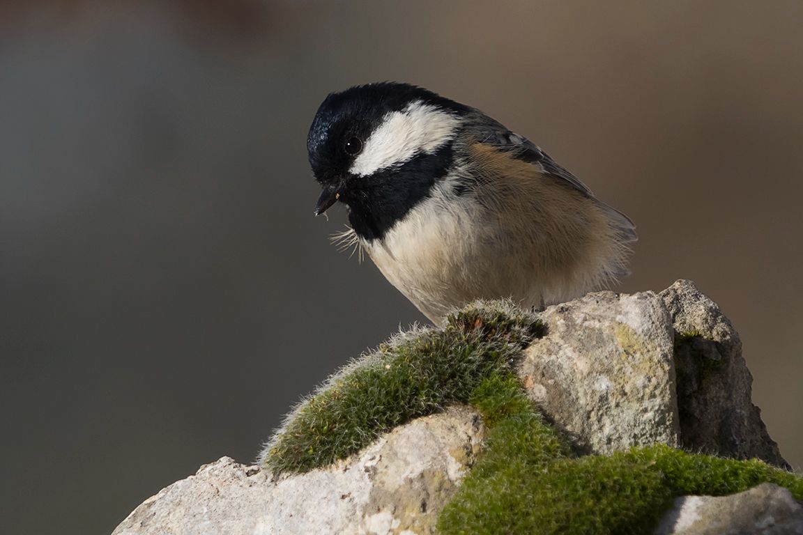 Carbonero garrapinos