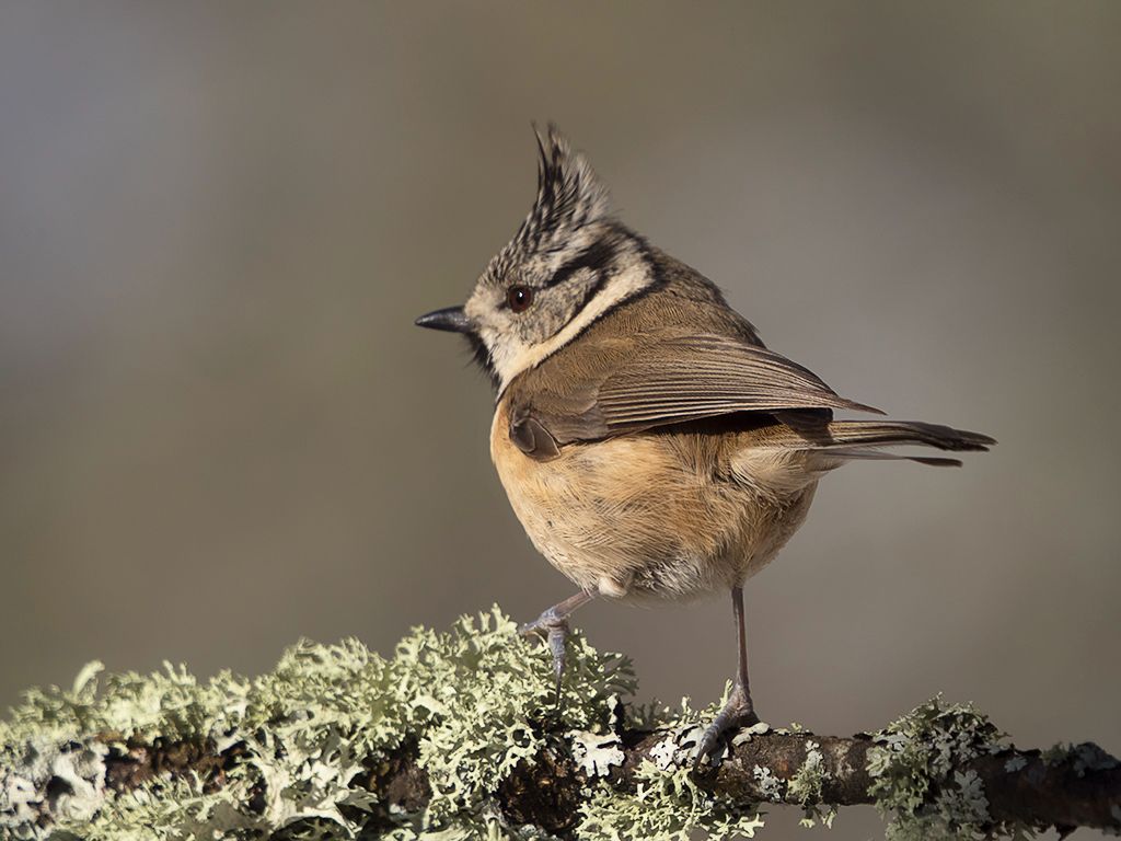 Herrerillo capuchino