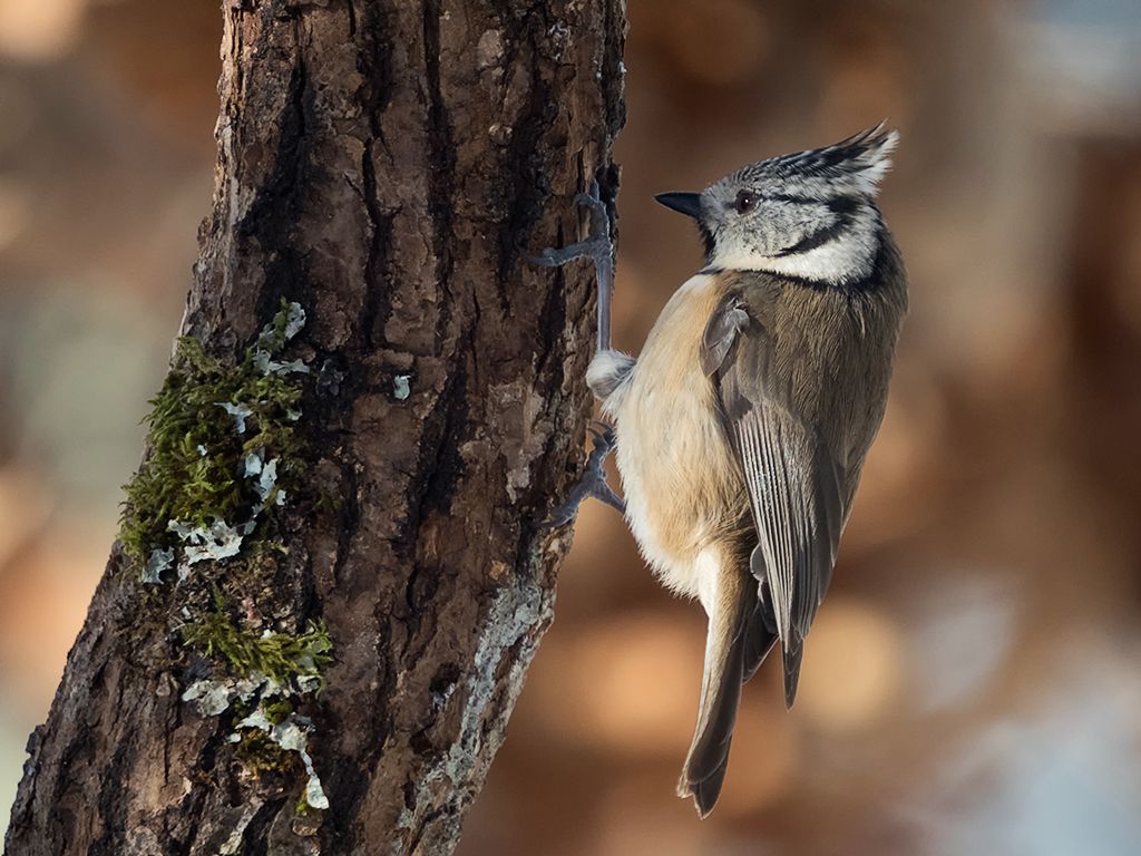 Herrerillo capuchino