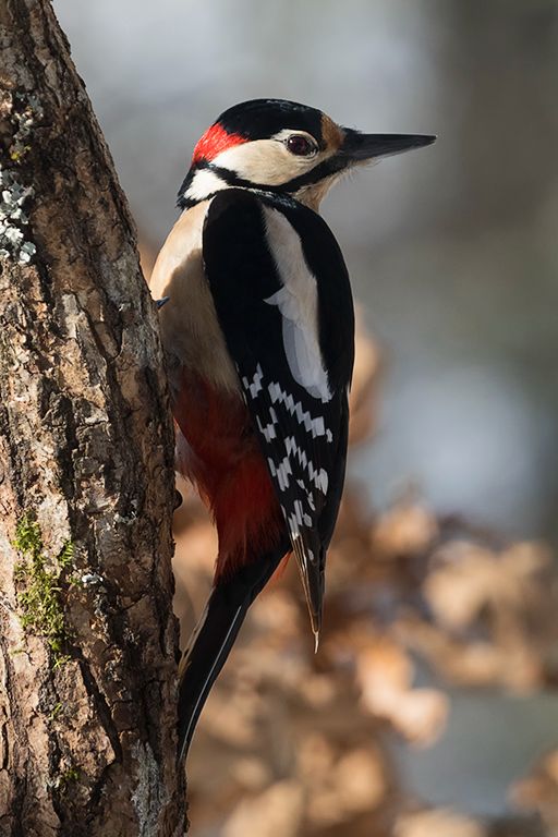 Pico picapinos macho