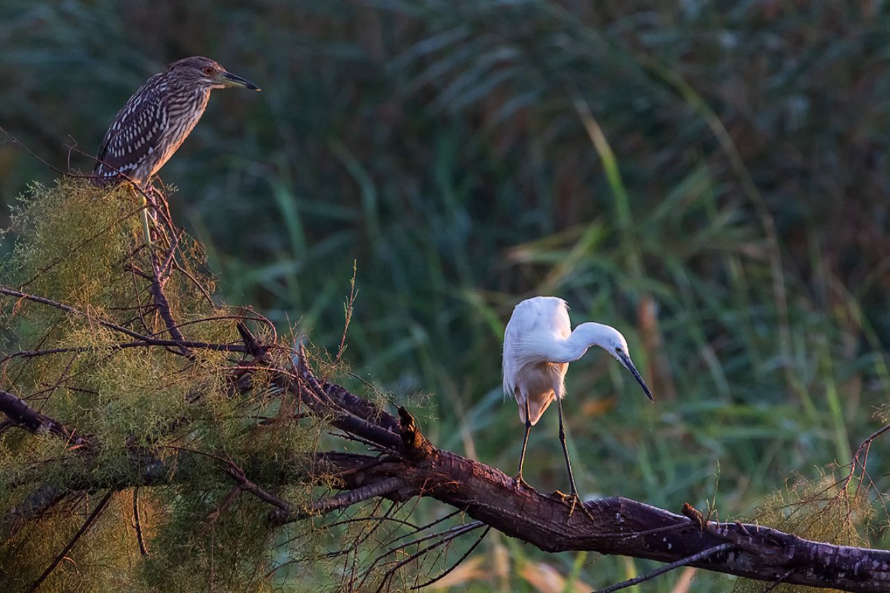 Martinete y garceta común