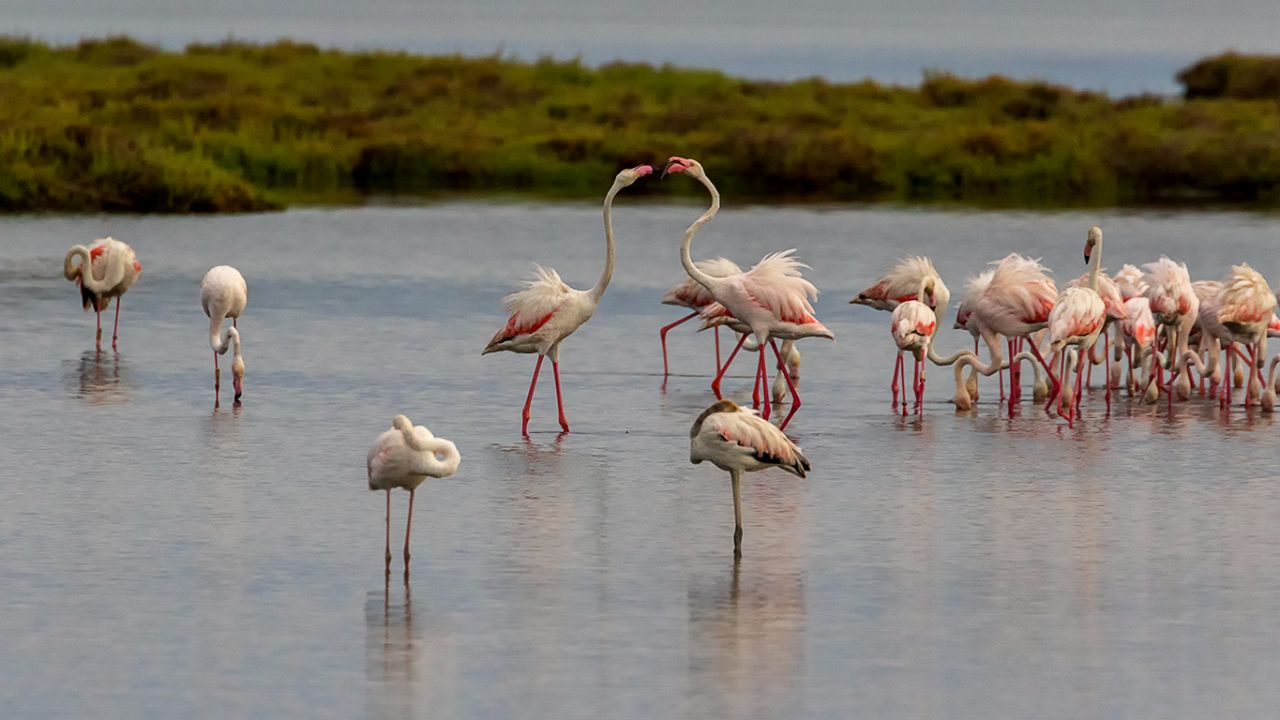 Flamencos