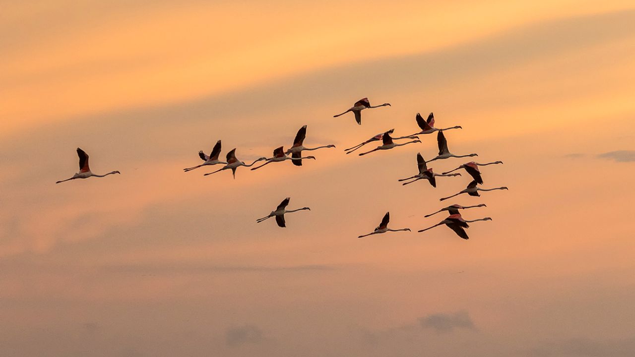 Flamencos