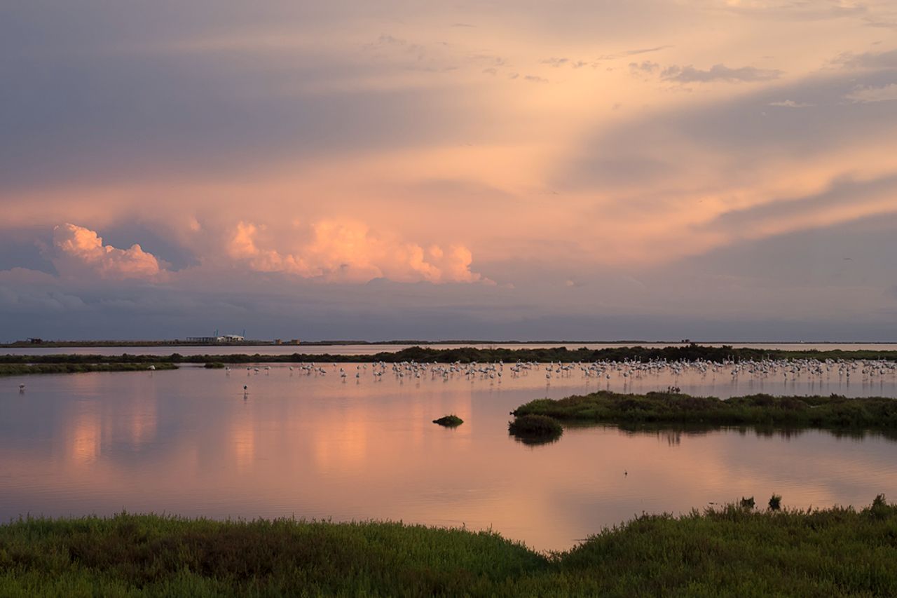 Paisaje con flamencos