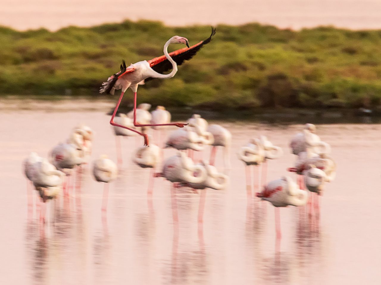 Flamencos