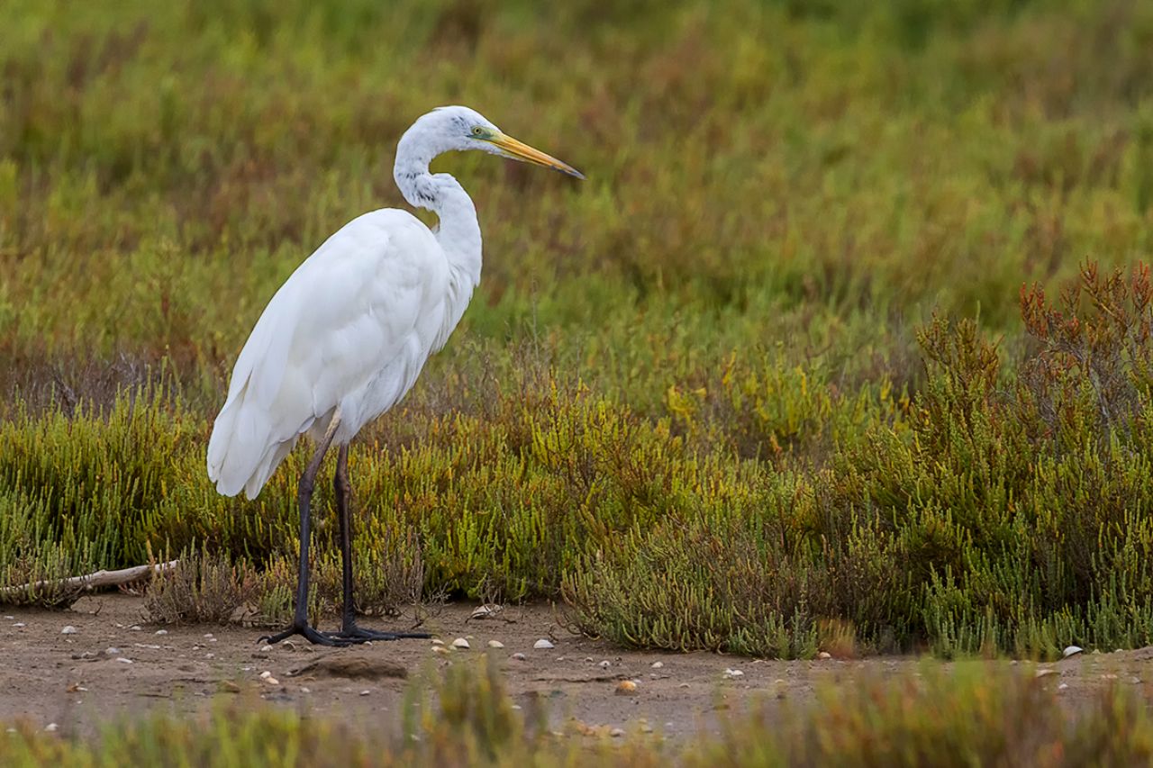 Garza blanca
