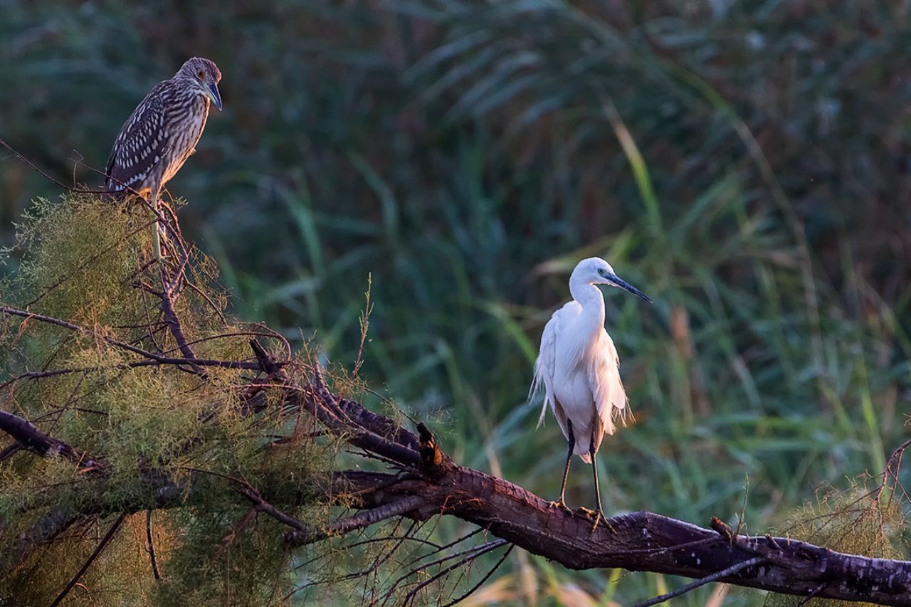Garceta común y martinete