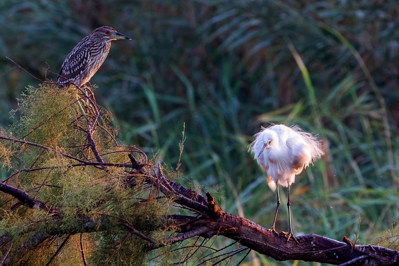 Garceta común y martinete