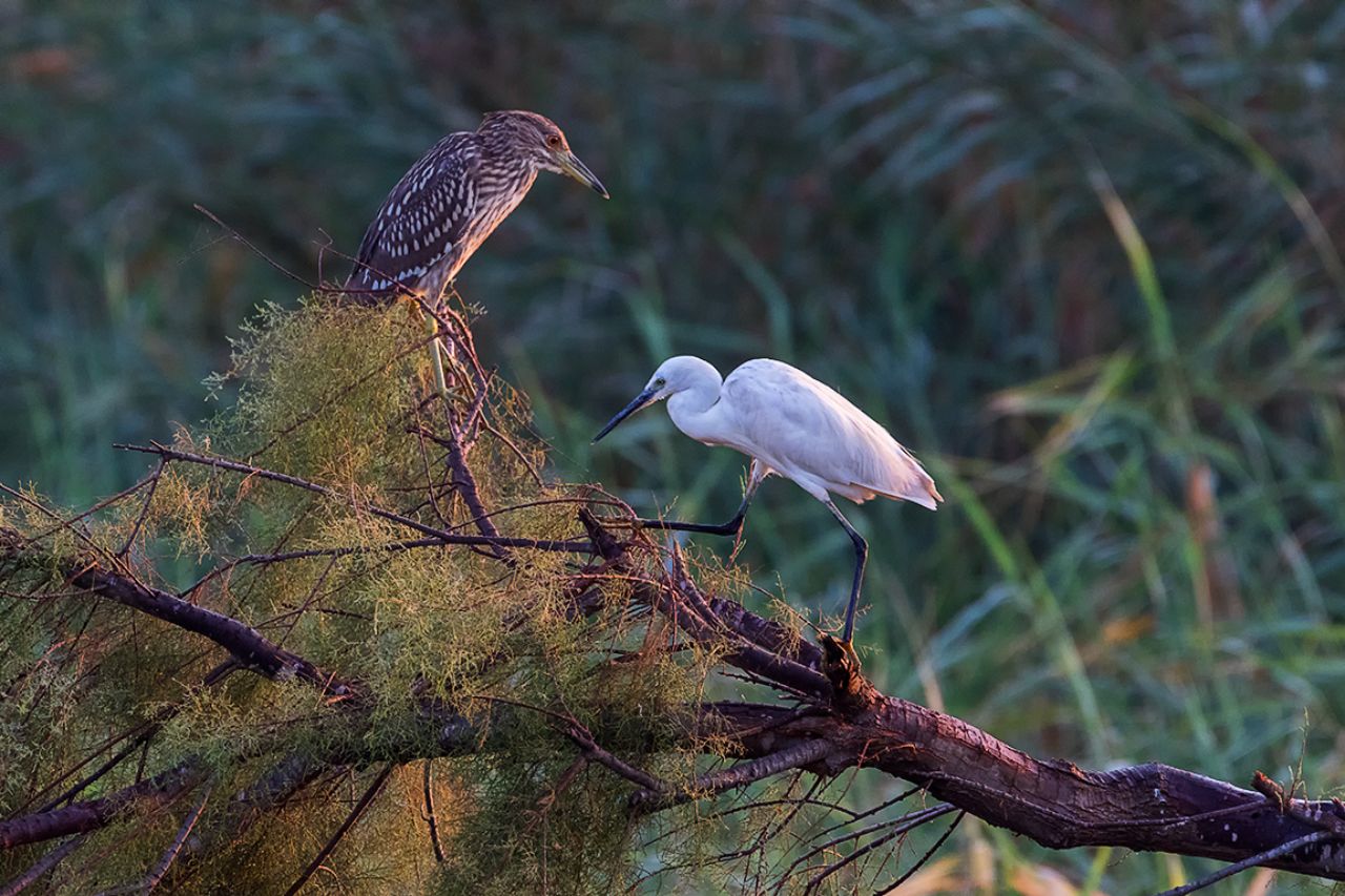 Garceta común y martinete