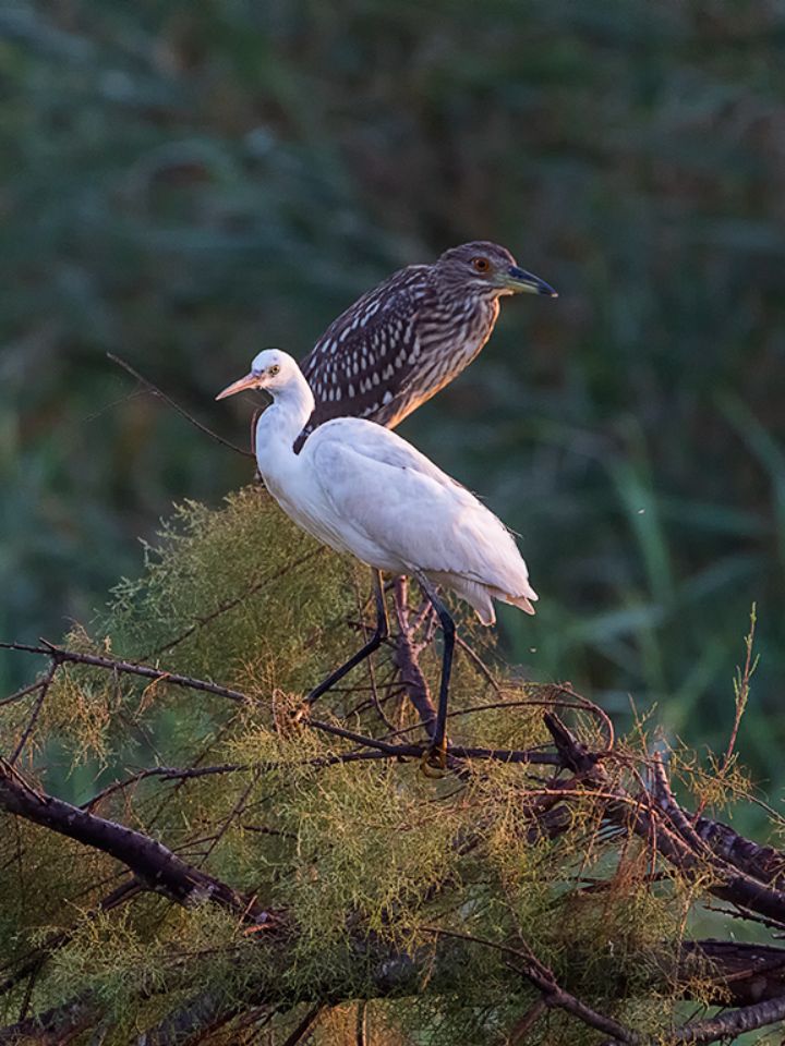 Garceta común y martinete